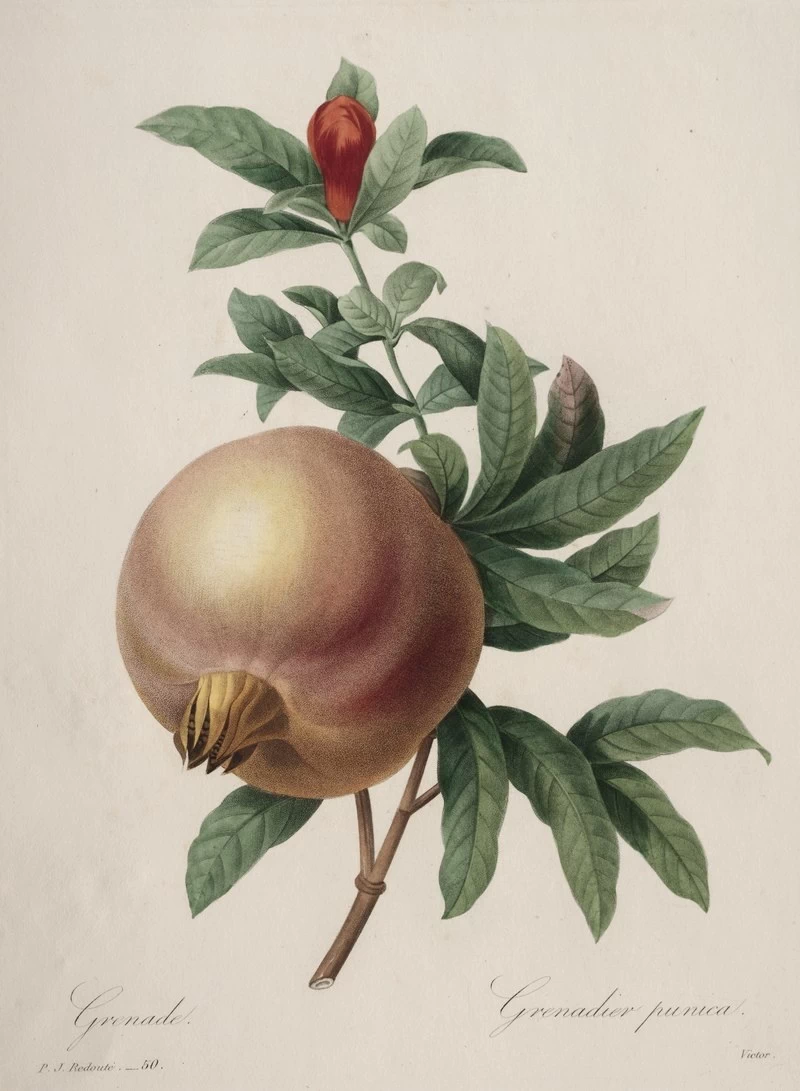 Grenade - Cleveland Museum of Art